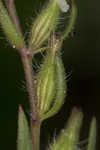 Common catchfly